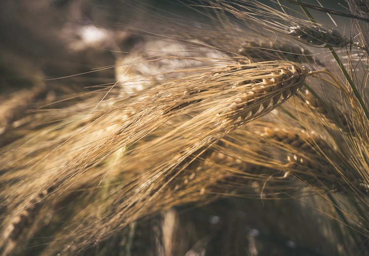 Il prezzo del grano rumeno ha influenzato 