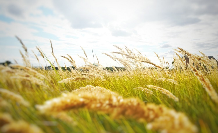Piața cerealelor – prețul grâului atinge 400 de euro