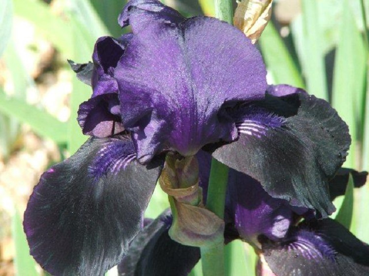 Irisul negru