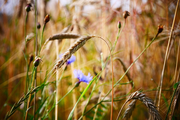 Cotații futures la cereale