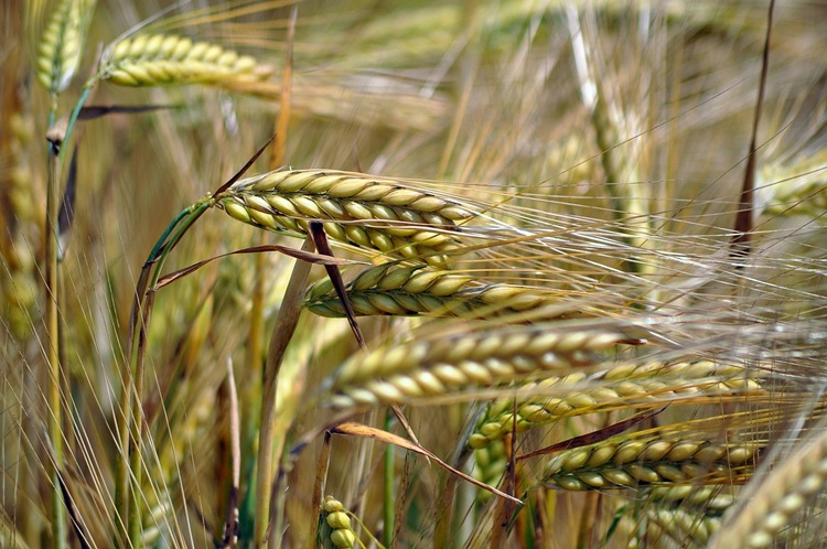 Bursa de cereale de la Paris